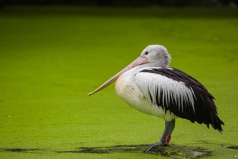 An Australian pelican (Pelecanus conspicillatus) stands on a rock lying in a duckweed-covered pond
