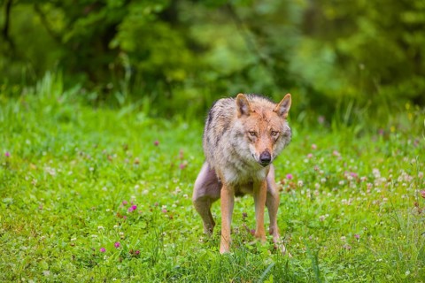 A female eurasian gray wolf (Canis lupus lupus) shits on a green meadow