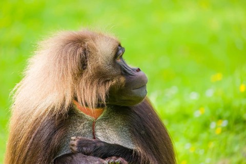 Portrait of an adult male Gelada (Theropithecus gelada), or bleeding-heart monkey, resting on a