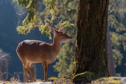 One female Manchurian sika deer or Dybowski's sika deer (Cervus nippon mantchuricus or Cervus