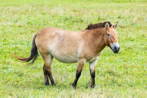 Przewalski's horse (Equus przewalski) capive Germany