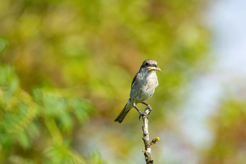 Red-backed shrike (Lanius collurio) wbl Germany
