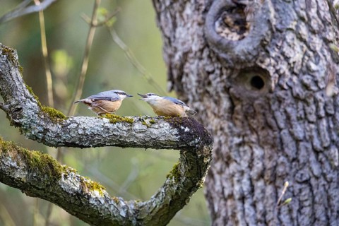 Nuthatch (Sitta europaea) courtship feeding Germany