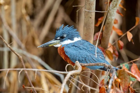 Ringed kingfisher (Ceryle torquata) Pantanal Brazil