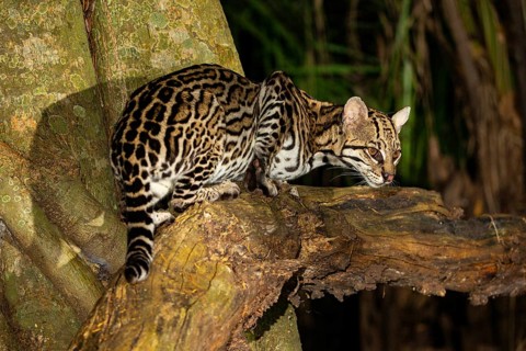 Ocelot (Felis pardalis) Pantanal Brazil