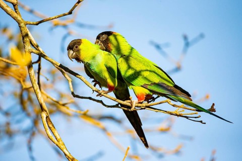 Nanday parakeet (Aratinga nanday) Pantanal Brazil