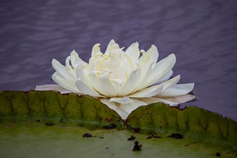 Giant water lily (Victoria amazonica) Pantanal Brazil