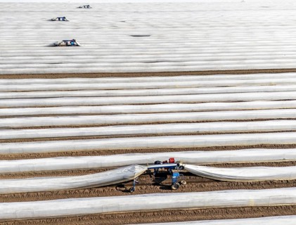 DefaultAsparagus harvest on the Lower Rhine, near Wesel, asparagus field under thermo foil, for