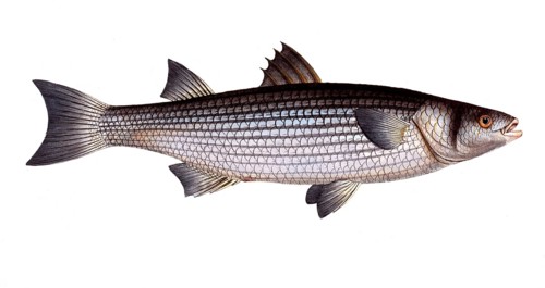 Fish, Fish, Mugil caphalus, Flathead grey mullet, Historic, digitally restored reproduction from a