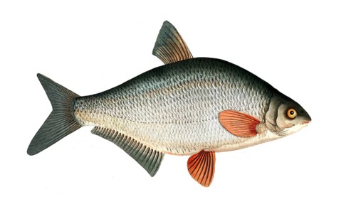 Fish, Fishes, Genus of carp fish, Cyprinus blicca, the Blicca bjoerkna, Historical, digitally