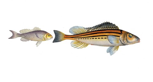 Fish, fish, left: Gymnocephalus argenteus, the White Bald, the Silver Bald. right: Gymnocephalus