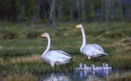 Whooper swan. Cygnus cygnus. A pair of whooper swans leaves the nest area with the new born cygnets
