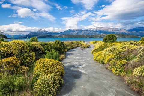 Large bushes of yellow flowering lupins on the banks of a torrent flowing into Lago General