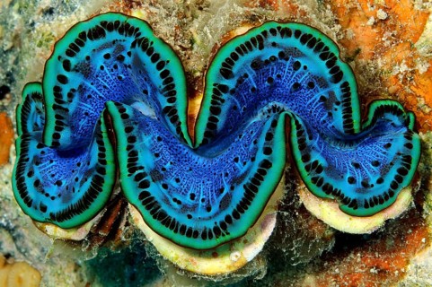 Underwater photo Close-up of open giant clam (Tridacna gigas) popular name killer clam with blue