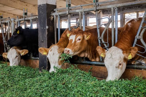 Oberlausitz, Saxony, Germany - Cattle eat fresh grass in the barn, the animals on this farm are