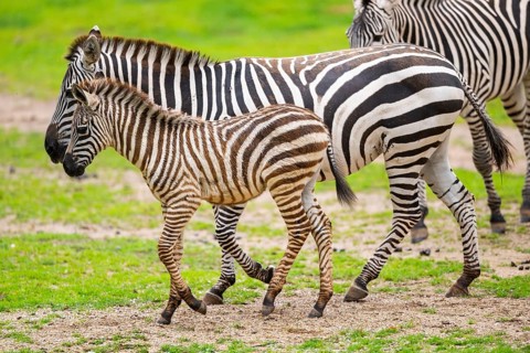 Plains zebra (Equus quagga) mother and foal walking on a meadow, Germany, Europe