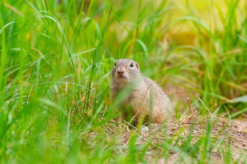 European ground squirrel (Spermophilus citellus) on a meadwo, Bavaria, Germany, Europe