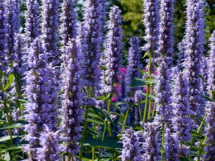 Flower impression, anise hyssop (Agastache foeniculum)
