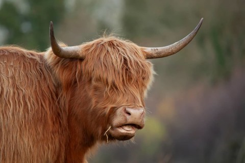 Highland cattle or cow (Bos taurus taurus) adult farm animal head portrait, England, United