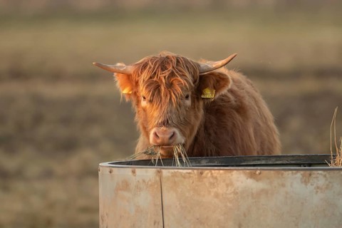 Highland cattle or cow (Bos taurus taurus) juvenile baby farm animal eating hay from a trough,
