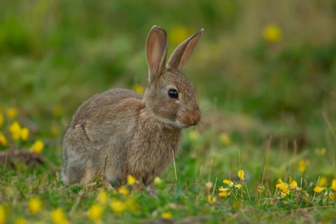 Rabbit (Oryctolagus cuniculus) wild adult animal in grassland with yellow summer flowers, England,