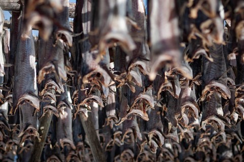 Cod from the Barents Sea, dried fish production, Reine, Lofoten Island Moskenesøya, Moskenesoya,