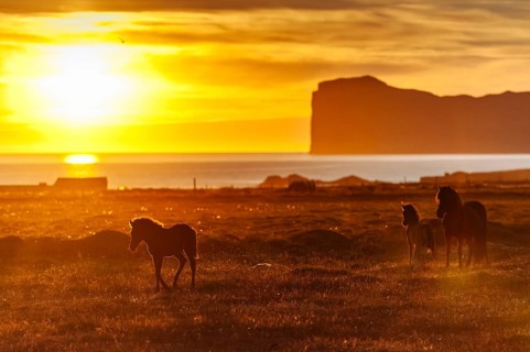 Foal and mare, Icelandic horses (Equus islandicus), coast, midnight sun, Hofsos or Hofsós,
