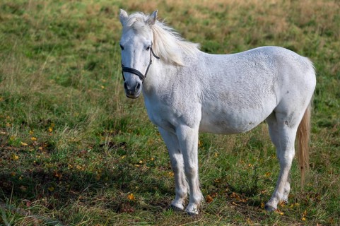 White riding horse in the pasture, Mecklenburg-Vorpommern, Germany, Europe