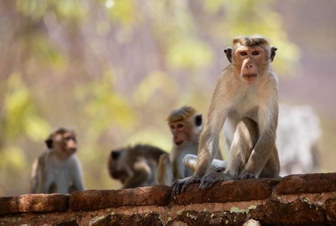 Ceylon hat monkeys (Macaca sinica) in the ruined city of Polonnaruwa, Central Province, Sri Lanka,
