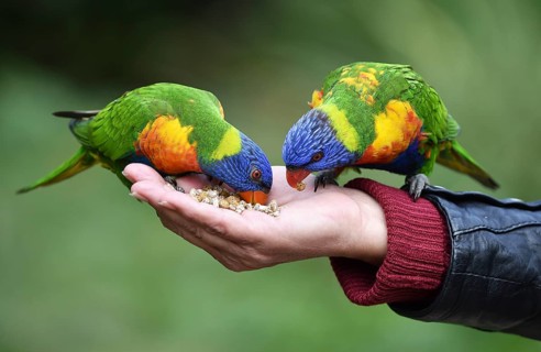 Lorikeet, (Loriini) in Marlow Bird Park, Mecklenburg-Western Pomerania, Germany, Europe