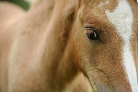 Close-up of a horse with focus on the eye and the white blaze, Welsh pony, Bavaria