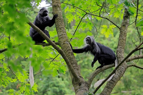 White-bearded snub-nosed monkey (Colobus polykomos), adult, two, sitting, on tree, foraging,