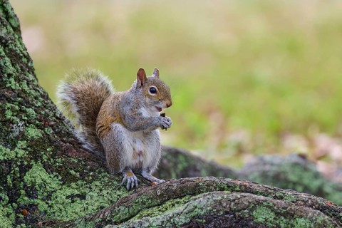 American grey squirrel (Sciurus carolinensis), sitting on a tree root in a green and natural