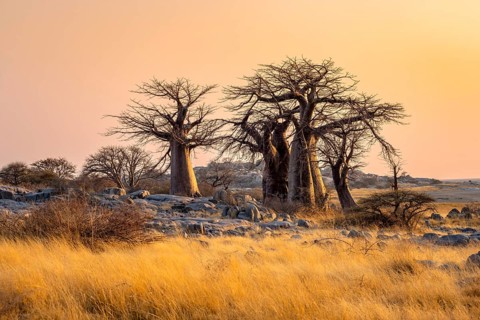 African baobab or baobab tree (Adansonia digitata), several trees at sunrise, Kubu Island (Lekubu),
