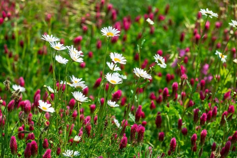Flowering meadow with daisies (Leucanthemum) and incarnate clover (Trifolium incarnatum) in bloom,