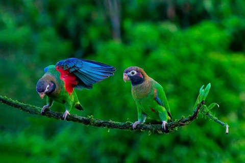 Two Brown-hooded Parrots (Pyrilia haematotis) sitting on a branch, one with open wings, Costa Rica,