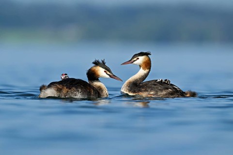 Great Crested Grebe (Podiceps Scalloped ribbonfish), pair with chicks in plumage swimming in the