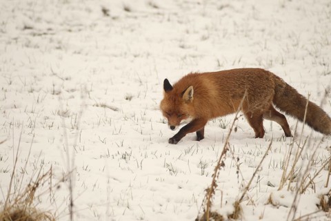 Fox (Vulpes vulpes) foraging in the snow, Allgäu, Bavaria, Germany, Allgäu, Bavaria, Germany,
