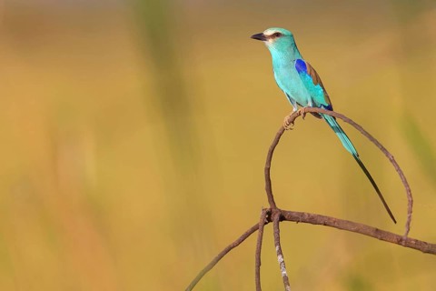 Abyssinian roller (Coracias abyssinica), Kuntaur rice fields, Kuntaur, South Bank, Gambia, Africa