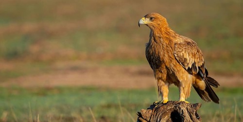 Spanish imperial eagle (Aquila adalberti), El Millaron Imperial Eagle Hid, Salorino, Extremadura