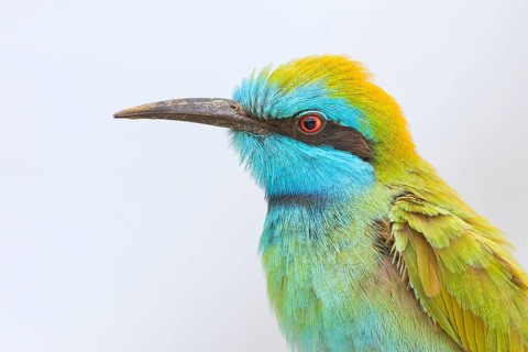Green bee-eater (Merops orientalis), Mirbat, Salalah, Dhofar, Oman, Asia