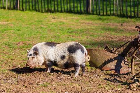 One Minipig, Sus scrofa domesticus, stands in a meadow, searching for food
