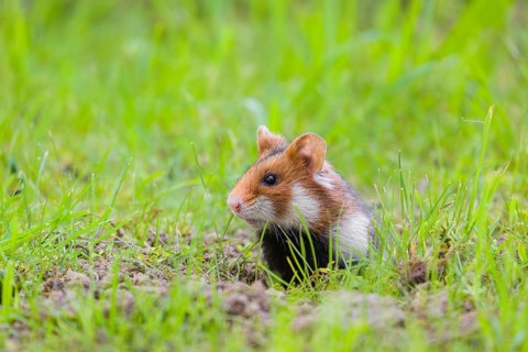 A European hamster (Cricetus cricetus), Eurasian hamster, black-bellied hamster or common hamster,