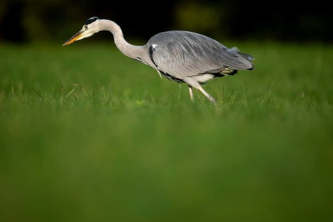 Grey heron (Ardea cinerea), animal portrait, Rosensteinpark, Stuttgart, Baden-Württemberg, Germany,