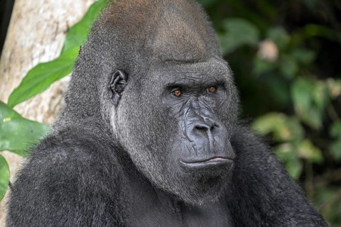 Western lowland gorilla (Gorilla gorilla gorilla), portrait, Réserve Lésio-Louna nature reserve,