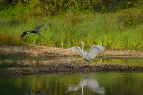 Great White Egret (Ardea alba), Grey Heron (Ardea cinerea), flies, water, shore, gravel, Lower