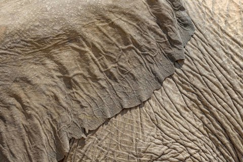 Ear and skin of a desert elephant (Loxodonta africana), detail, Huab dry river, Damaraland, Kunene