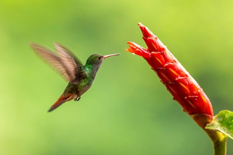 Brown-tailed Amazon (Amazilia tzacatl), Hummingbird (Trochilidae), Swiftbirds (Apodiformes), Laguna