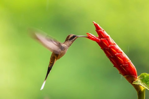Long-billed Shadow Hummingbird (Phaethornis longirostris), Hummingbird (Trochilidae), Swiftbirds
