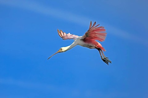 Roseate spoonbill (Platalea ajaja), adult, flying, St. Augustine, Florida, North America, USA,